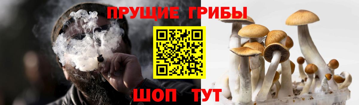 Бахчисарай  наркота  Вход с VPN  Галлюциногенные грибы Cubensis 